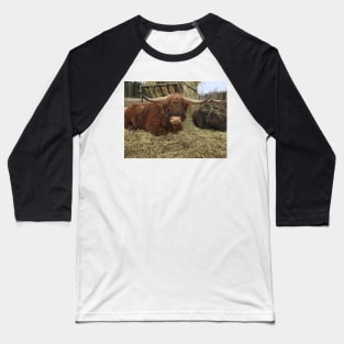 Scottish Highland Cattle Bull 2340 Baseball T-Shirt